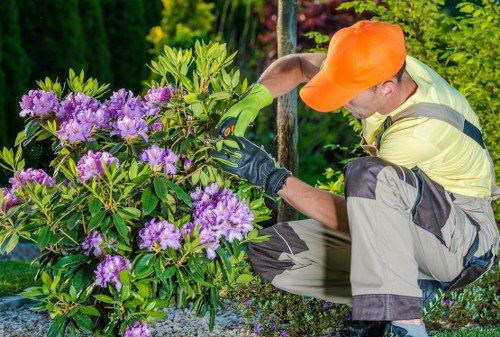 Professional arborist performing tree lopping in Hackbridge
