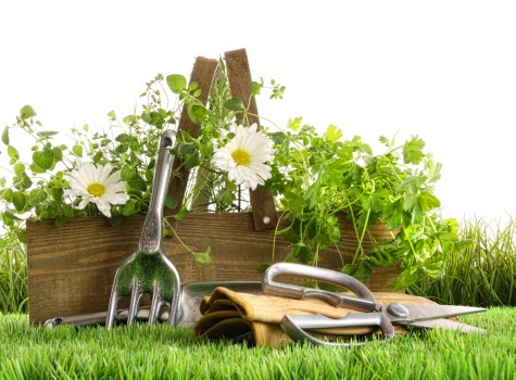 A lush front garden scene featuring a well-maintained grass lawn in the foreground, with vibrant green turf extending across the image. Behind the lawn, there is a neatly arranged flower bed bordered by natural soil, filled with green foliage and white daisy-like flowers. A wooden garden fence or panel, partially visible, offers a backdrop for the plants. Several gardening tools, including a small hand rake, a trowel, and pruning shears, are placed on the grass, suggesting ongoing gardening work. The garden is outdoors, with natural daylight illuminating the scene, indicating a clear weather condition. The overall setting appears to be part of a landscaped yard or front garden area typical of residential properties in Hackbridge or nearby areas, managed by Gardening Services Hackbridge, focusing on garden maintenance and landscaping services.