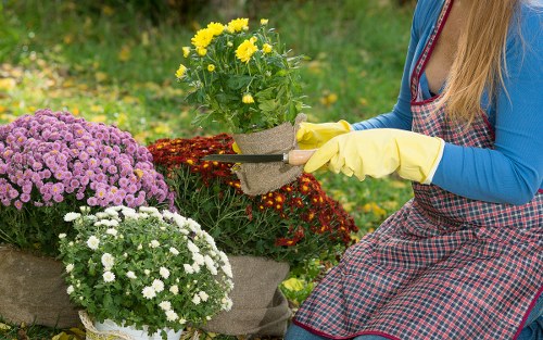 A woman wearing a red and black checkered apron and yellow gardening gloves is outdoors in a garden, tending to a variety of potted flowering plants. The garden features a neatly maintained grassy lawn in the foreground, with several potted plants displaying vibrant yellow, purple, and white flowers arranged on the ground. Behind her, a lush green hedge creates a natural backdrop, and there are additional garden elements such as flower beds and trees visible in the background. The lighting indicates a bright, possibly sunny day, emphasizing the natural tones of the plants and grass. This scene reflects a well-kept outdoor space suitable for gardening services offered by Gardening Services Hackbridge, with an emphasis on floral arrangements and garden maintenance typical of residential gardens in the Hackbridge area, CR4 postcode region.