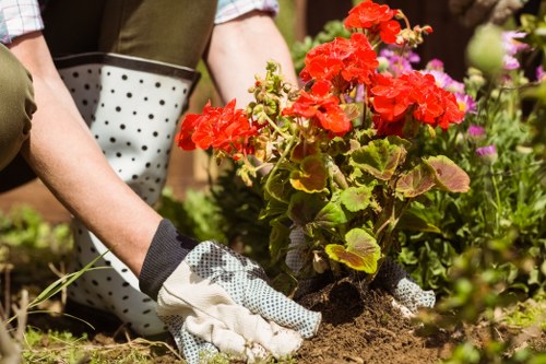 A gardener wearing gardening gloves and casual clothing is planting a vibrant red geranium in a well-maintained garden bed. The garden area features a neatly edged lawn with lush green grass in the foreground, leading to a flower bed populated with various flowering plants and shrubs. Behind the planting activity, there are other garden plants and a mix of foliage, indicating a diverse and cultivated outdoor space. The soil appears rich and dark, with some loose earth around the newly planted geranium. Sunlight highlights the natural tones of the plants, creating a warm, inviting atmosphere typical of a well-kept residential garden in Hackbridge. This scene illustrates professional gardening services, focusing on planting and garden maintenance, supportive of a landscaped yard designed to enhance outdoor living and curb appeal. The environment suggests a tidy and thriving garden area, with a professional touch provided by Gardening Services Hackbridge, aligning with local gardening and landscaping solutions.